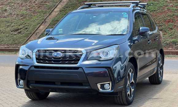 Buy Used Subaru Forester Black Car in Bute in Northeast Kenya Buy Used Subaru Forester Black Car in Bute in Northeast Kenya