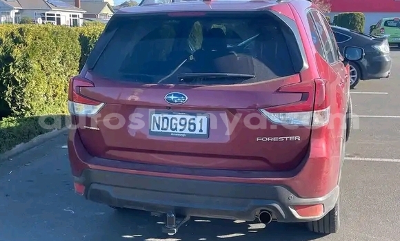 Oofamaa Subaru Forester Red Makiinaa iti Nairobi keessatti Nairobi keessatti Oofamaa Subaru Forester Red Makiinaa iti Nairobi keessatti Nairobi keessatti