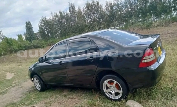 Oofamaa Toyota Nadia Black Makiinaa iti Bute keessatti Northeast Kenya keessatti Oofamaa Toyota Nadia Black Makiinaa iti Bute keessatti Northeast Kenya keessatti