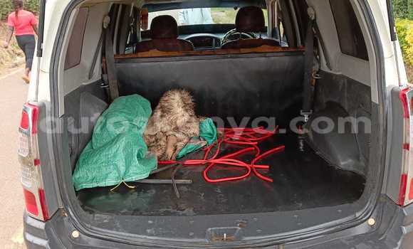 Buy Used Toyota Probox White Car in Nairobi in Nairobi